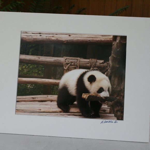 Panda Having Fun Day Photography - Picture 1 of 5